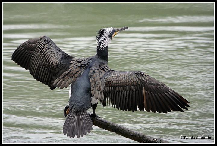 Grand cormoran se séchant le plumage